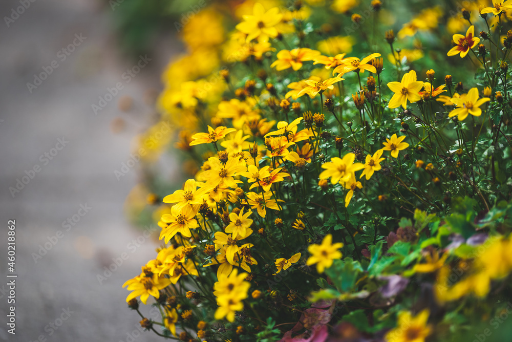 Fototapeta premium Celle, 01.10.2021