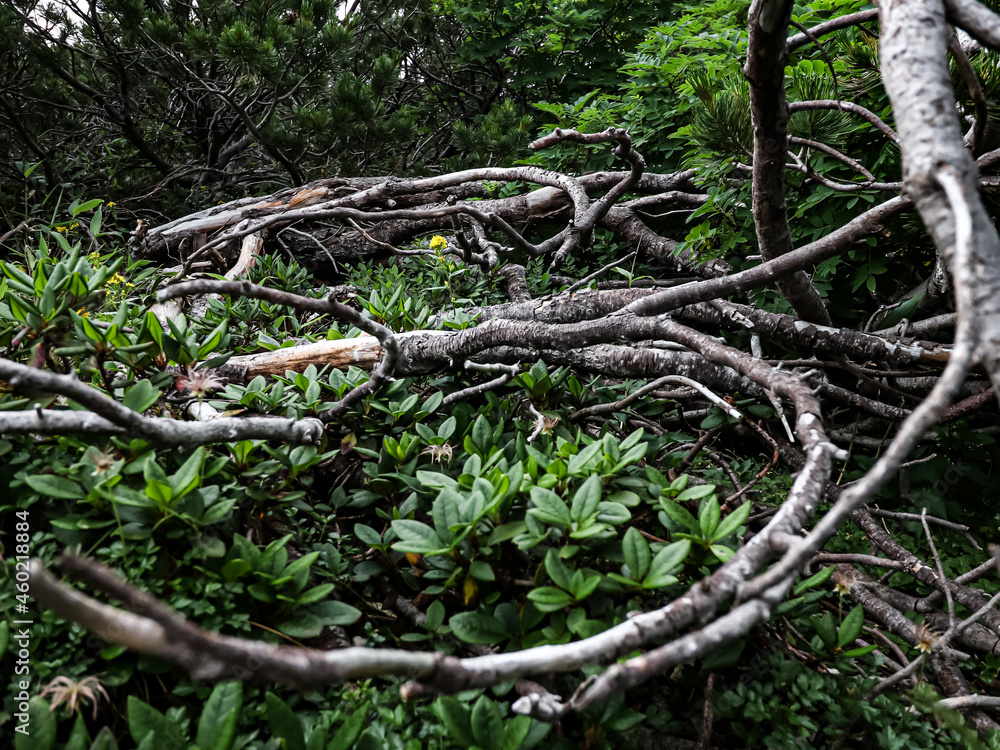 The beauty of the dead nature and nature is still alive The beauty of the dead nature and nature is still alive