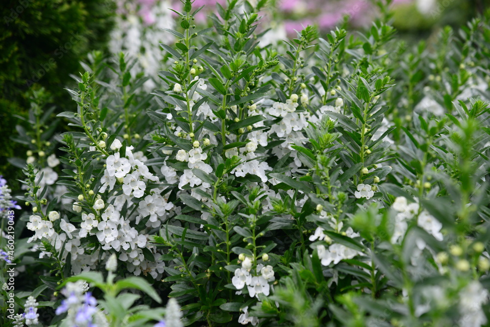 白い小花が咲き乱れている花壇の美しい風景