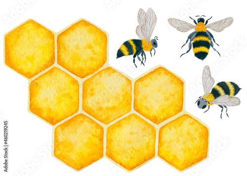 Fototapeta Naklejka Na Ścianę i Meble -  Honeycomb and bees hand drawn watercolor illustration. Isolated clipart element on white background