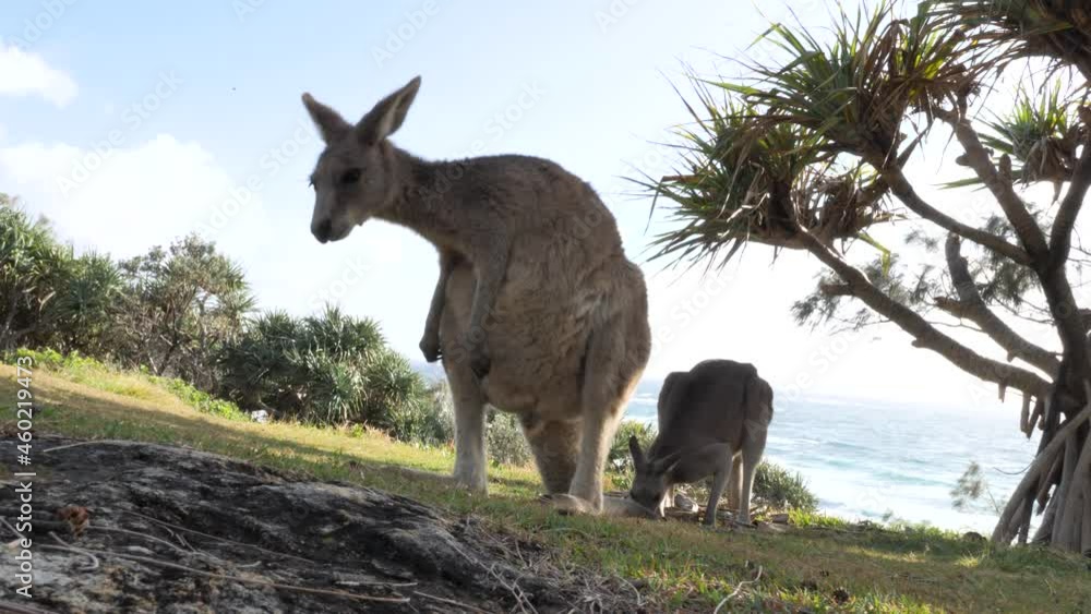Young Kangaroo grooms itself on a coastal headland with an ocean view. Close-up panoramic view Young Kangaroo grooms itself on a coastal headland with an ocean view. Close-up panoramic view