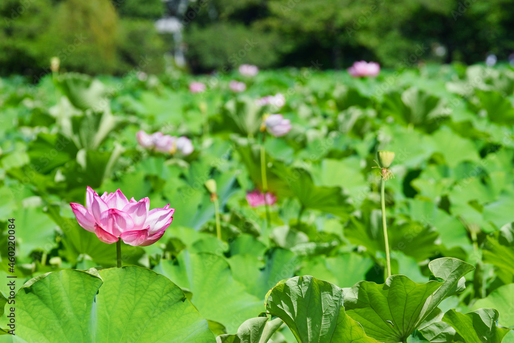 東京 上野 不忍池の美しい蓮の花 コピースペースあり(東京都) Beautiful lotus flowers at Shinobazu Pond in Ueno, Tokyo, with copy space (Tokyo, Japan) 東京 上野 不忍池の美しい蓮の花 コピースペースあり(東京都) Beautiful lotus flowers at Shinobazu Pond in Ueno, Tokyo, with copy space (Tokyo, Japan)
