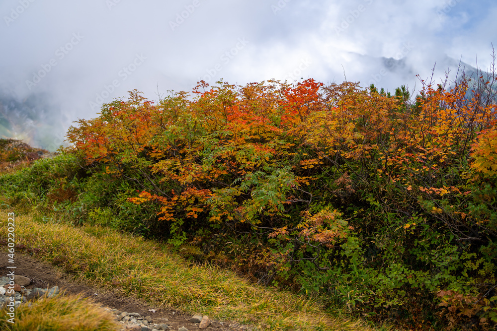 富山県立山町の立山の秋の紅葉の季節に登山している風景 Scenery of climbing Tateyama Mountain in Tateyama Town, Toyama Prefecture, Japan during the season of autumn leaves. 富山県立山町の立山の秋の紅葉の季節に登山している風景 Scenery of climbing Tateyama Mountain in Tateyama Town, Toyama Prefecture, Japan during the season of autumn leaves.