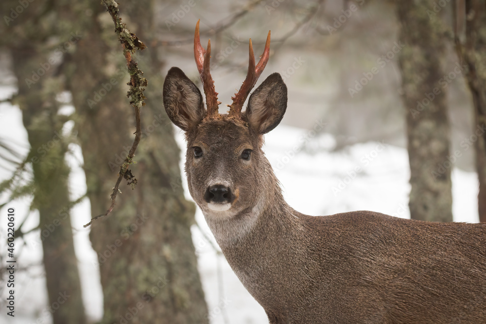 Roe deer, capreolus capreolus, looking to the camera in wintertime nature. Portrait of roebuck staring in snowy forest. Wild mammal watching in white environment in close-up.
