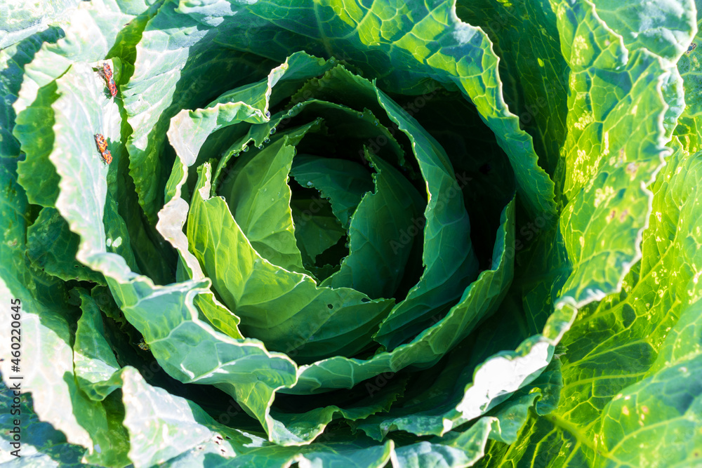 Fototapeta premium Soft focus of Big cabbage in the garden