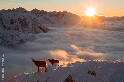 Two tatra chamois, rupicapra rupicapra tatrica, standing on mountains in sunrise. Pair of wild goats looking on horizon in warm sunlight in winter. Horned mammals observing in height with wintry fog. photo