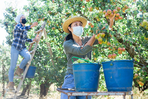 Young asian woman farmer in protective face mask harvesting ripe pears from tree in fruit garden