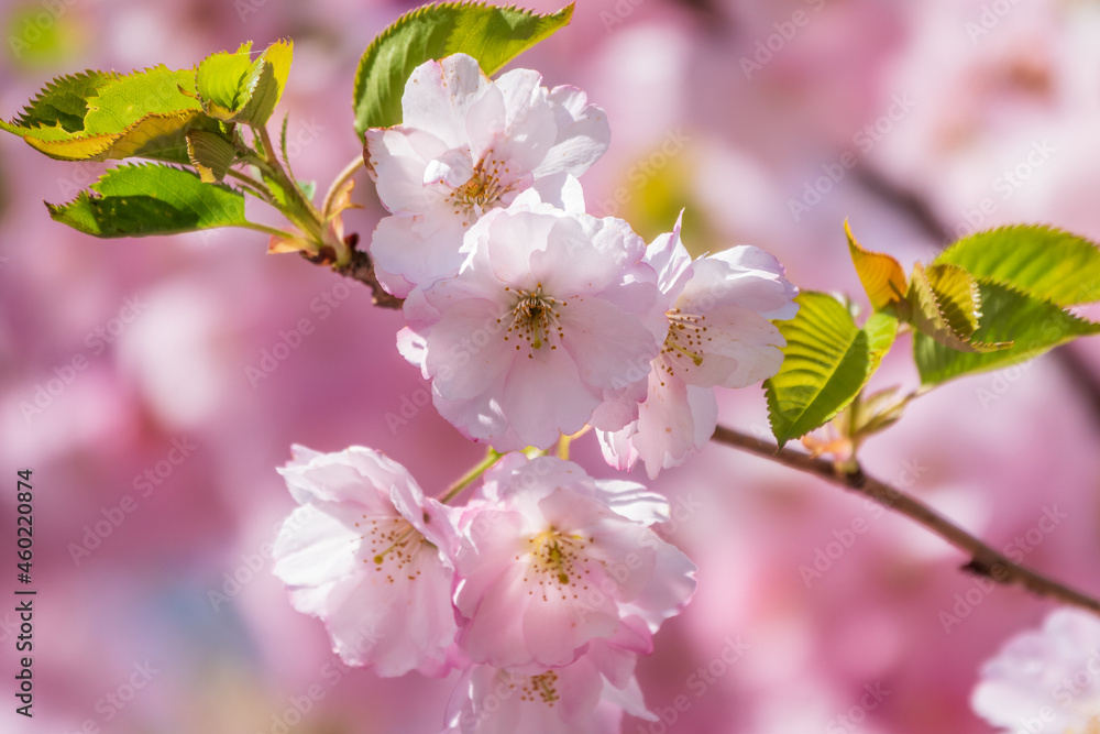 Lush blooming pink sakura blossoms. Spring Background image