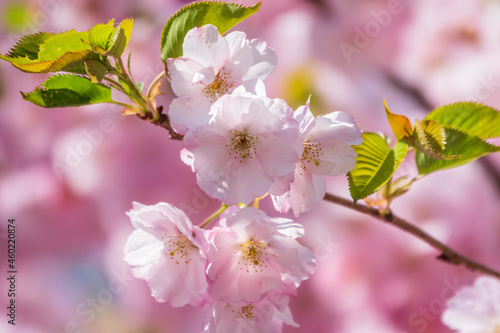 Lush blooming pink sakura blossoms. Spring Background image