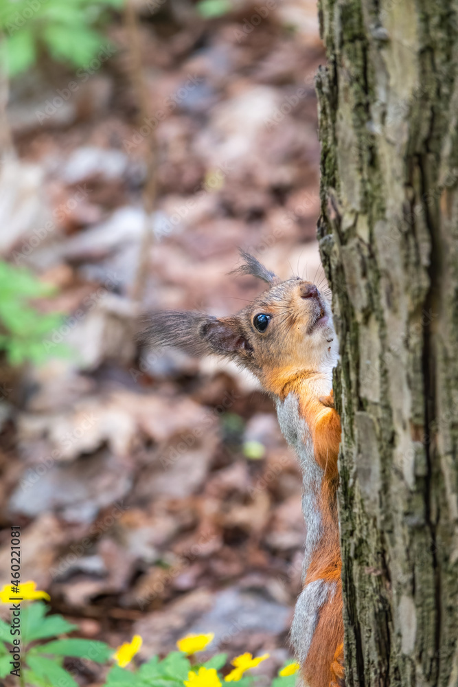 Portrait of a squirrel on a tree trunk