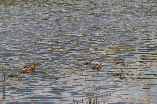 Ducks and ducklings swim on the pond
