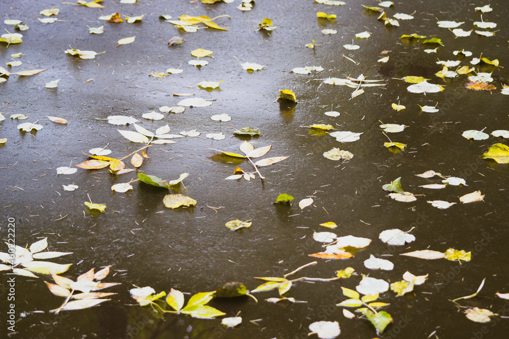 Yellow, red, orange leaves of an aspen tree, mountain ash with raindrops on a wet, black, asphalt road. Autumn background Yellow, red, orange leaves of an aspen tree, mountain ash with raindrops on a wet, black, asphalt road. Autumn background