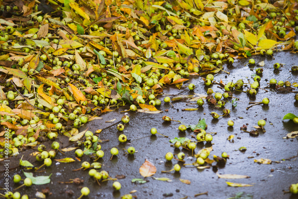 water puddle on the sidewalk. autumn weather, rainy day. on wet asphalt. there is a light rain. reflexes, drops of water. shallow depth of field, soft selective focus. apple on wet paving slabs water puddle on the sidewalk. autumn weather, rainy day. on wet asphalt. there is a light rain. reflexes, drops of water. shallow depth of field, soft selective focus. apple on wet paving slabs