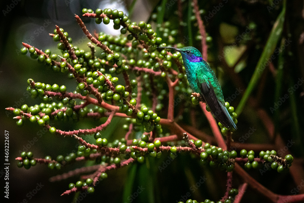 Green violet ear hummingbird perched