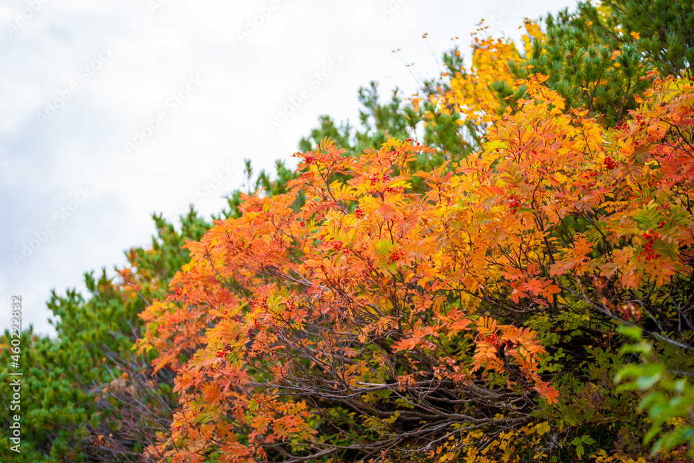 富山県立山町の立山の秋の紅葉の季節に登山している風景 Scenery of climbing Tateyama Mountain in Tateyama Town, Toyama Prefecture, Japan during the season of autumn leaves. 富山県立山町の立山の秋の紅葉の季節に登山している風景 Scenery of climbing Tateyama Mountain in Tateyama Town, Toyama Prefecture, Japan during the season of autumn leaves.