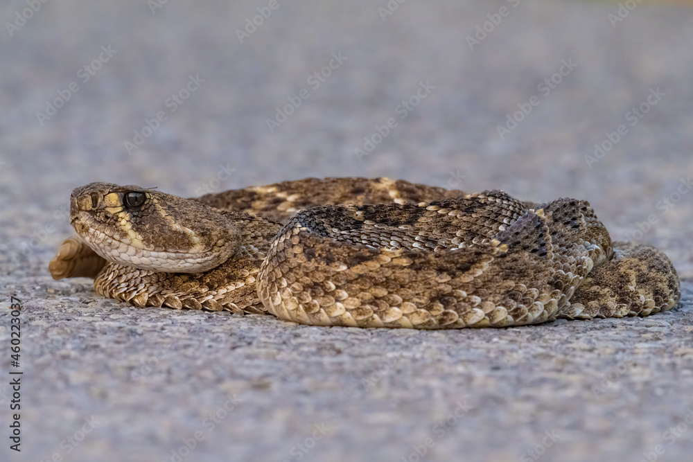 Western Diamondback Rattlesnake Western Diamondback Rattlesnake