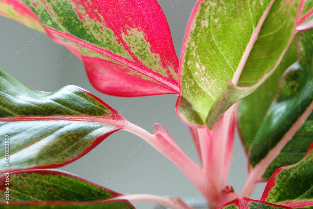 leaves of siam aurora leaves of siam aurora