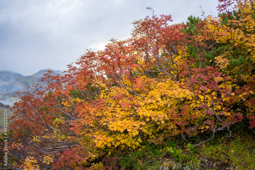 富山県立山町の立山の秋の紅葉の季節に登山している風景 Scenery of climbing Tateyama Mountain in Tateyama Town, Toyama Prefecture, Japan during the season of autumn leaves. 富山県立山町の立山の秋の紅葉の季節に登山している風景 Scenery of climbing Tateyama Mountain in Tateyama Town, Toyama Prefecture, Japan during the season of autumn leaves.