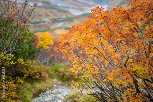 富山県立山町の立山の秋の紅葉の季節に登山している風景 Scenery of climbing Tateyama Mountain in Tateyama Town, Toyama Prefecture, Japan during the season of autumn leaves. 