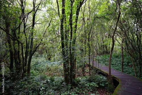 a wonderful boardwalk in the summer forest