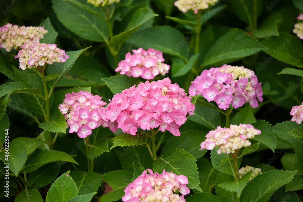 アジサイ 紫陽花 あじさい hydrangea アジサイ 紫陽花 あじさい hydrangea