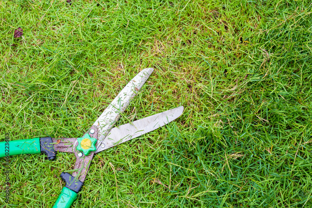 Fototapeta premium Lawn scissors Place it on the lawn in the garden of the house.