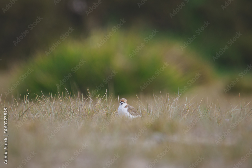 Red-capped plover on the foreshore Red-capped plover on the foreshore