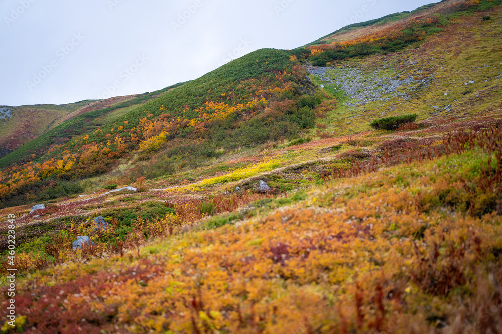 富山県立山町の立山の秋の紅葉の季節に登山している風景 Scenery of climbing Tateyama Mountain in Tateyama Town, Toyama Prefecture, Japan during the season of autumn leaves. 