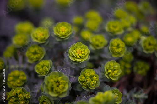 Bush of Myrtle Spurge Euphorbia Myrsinites