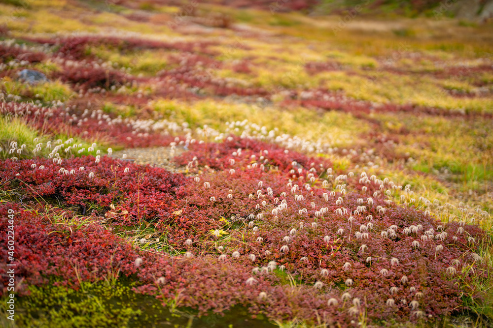 富山県立山町の立山の秋の紅葉の季節に登山している風景 Scenery of climbing Tateyama Mountain in Tateyama Town, Toyama Prefecture, Japan during the season of autumn leaves. 富山県立山町の立山の秋の紅葉の季節に登山している風景 Scenery of climbing Tateyama Mountain in Tateyama Town, Toyama Prefecture, Japan during the season of autumn leaves.