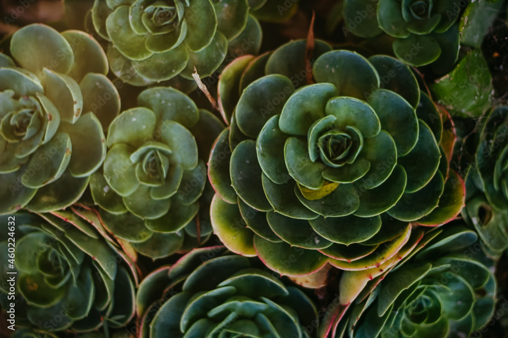 Obraz premium close up of a cactus