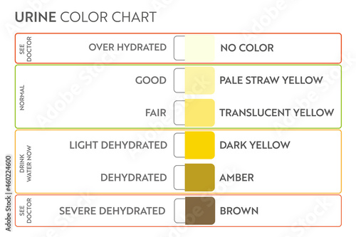 Urine color chart. Pee hydration and dehydration test strip. Vector design for medical education poster.