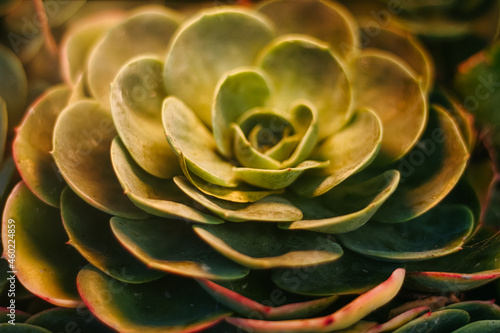Fototapeta Naklejka Na Ścianę i Meble -  close up of cactus