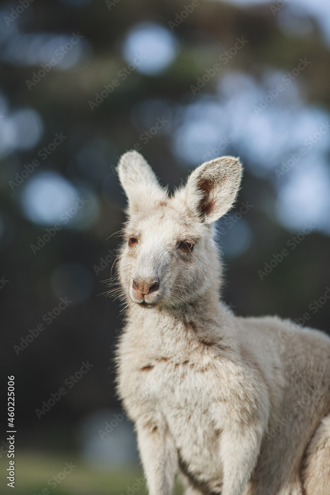 Fototapeta premium White kangaroo grazing with her joey.