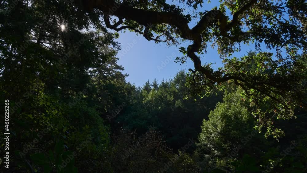 Sunlight Peeking Behind Tree Canopy At Forest Park In Point Reyes National Seashore, California USA. Timelapse Sunlight Peeking Behind Tree Canopy At Forest Park In Point Reyes National Seashore, California USA. Timelapse