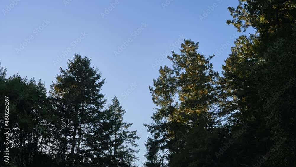 Sunlight Through Pine Forest Trees At Point Reyes National Seashore, Northern California USA. Timelapse Sunlight Through Pine Forest Trees At Point Reyes National Seashore, Northern California USA. Timelapse