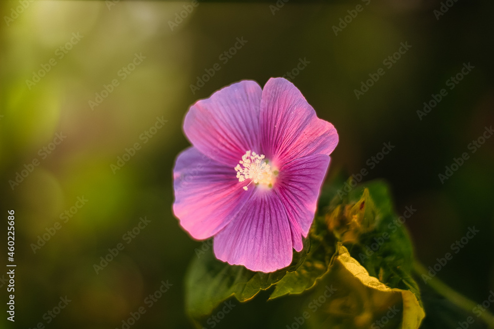pink and yellow flower pink and yellow flower