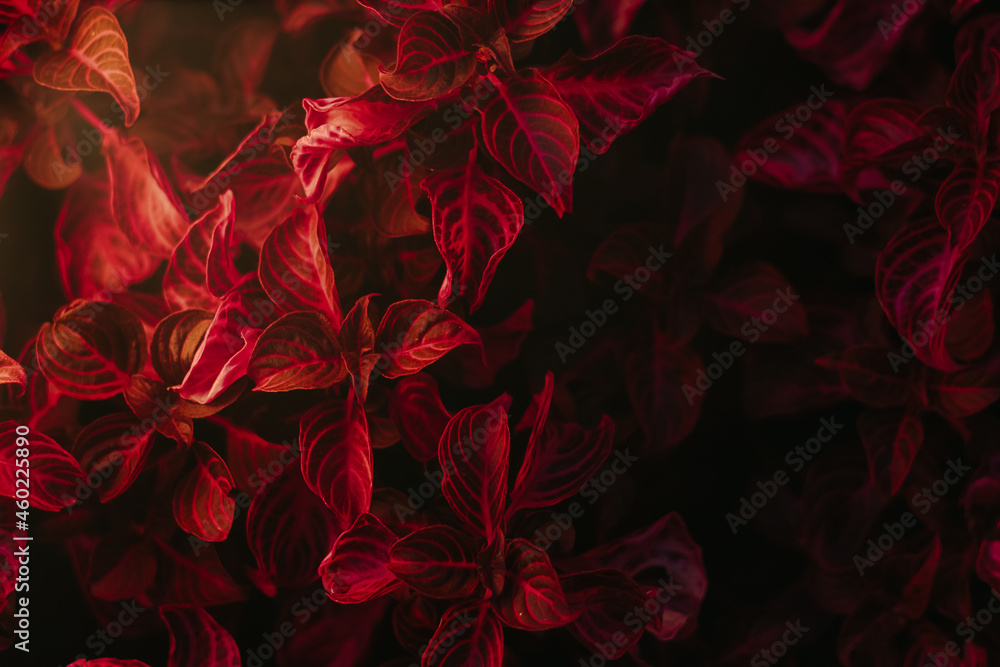 red rose petals red rose petals