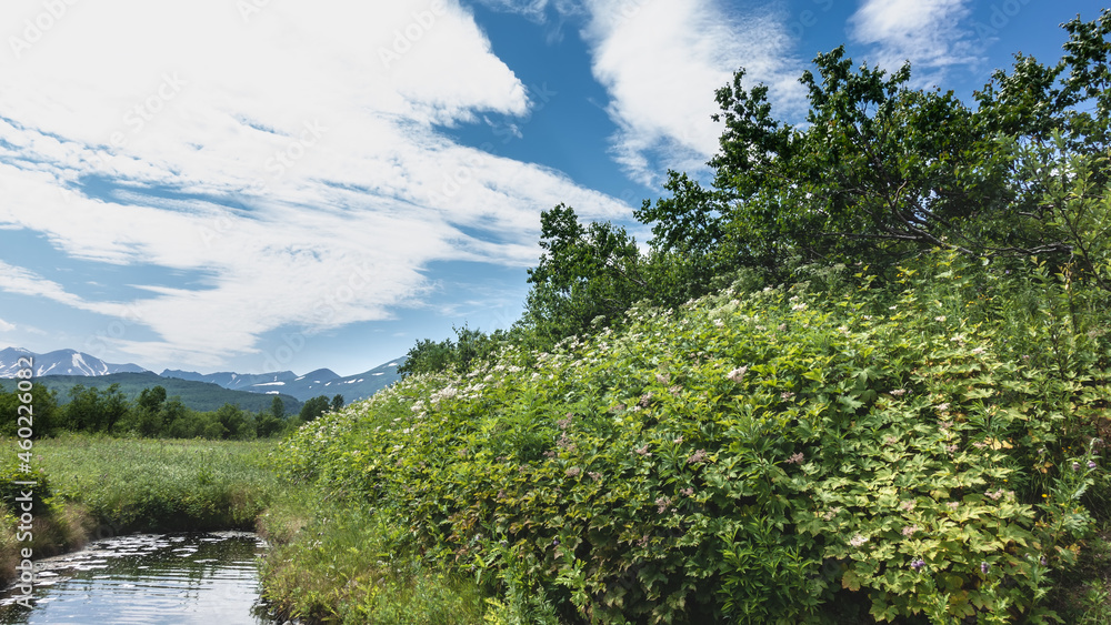 A natural hot spring in a green meadow. There are bubbles and foam on the water. Around lush grass, wildflowers, trees. A picturesque mountain range against the sky and clouds. Kamchatka. Nalychevo A natural hot spring in a green meadow. There are bubbles and foam on the water. Around lush grass, wildflowers, trees. A picturesque mountain range against the sky and clouds. Kamchatka. Nalychevo