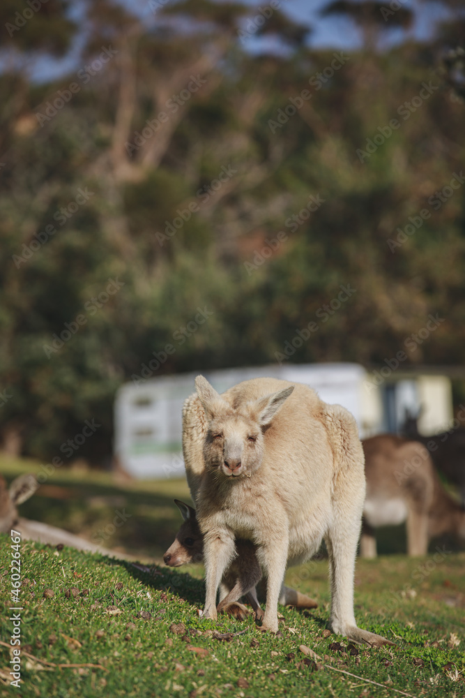 White kangaroo grazing with her joey. White kangaroo grazing with her joey.