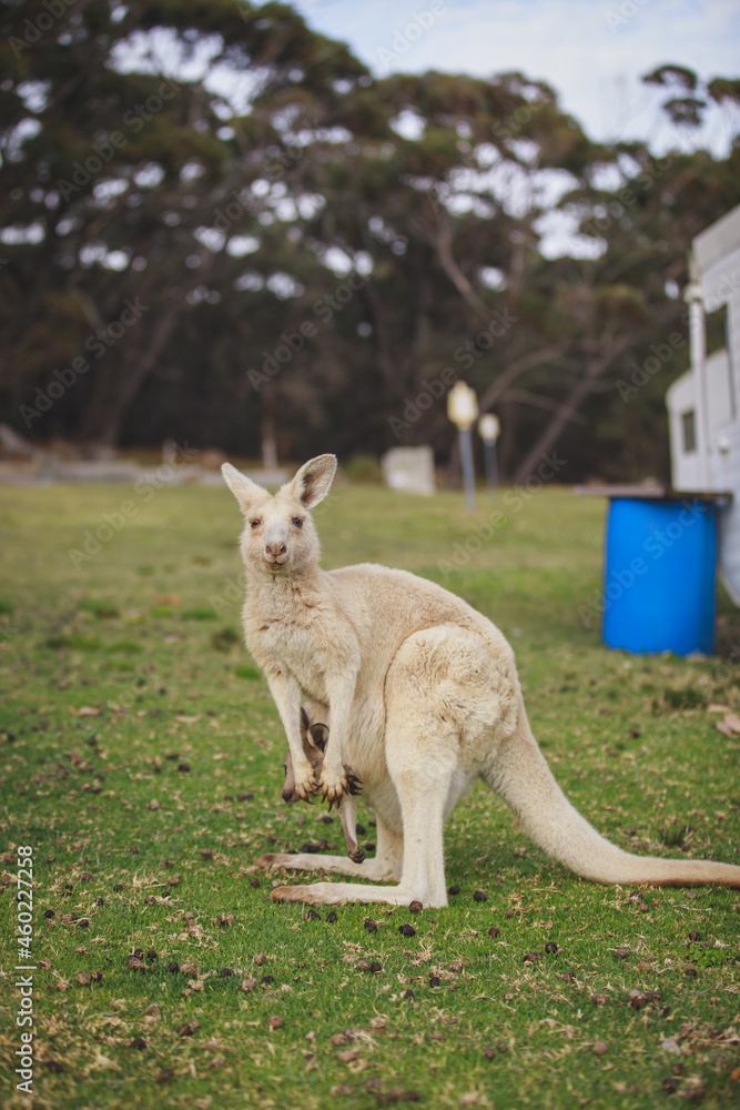 White kangaroo grazing with her joey. White kangaroo grazing with her joey.