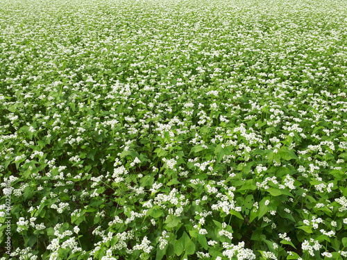 蕎麦畑（満開）