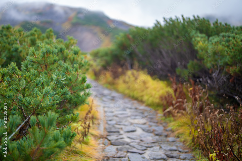 Fototapeta premium 富山県立山町の立山の秋の紅葉の季節に登山している風景 Scenery of climbing Tateyama Mountain in Tateyama Town, Toyama Prefecture, Japan during the season of autumn leaves. 