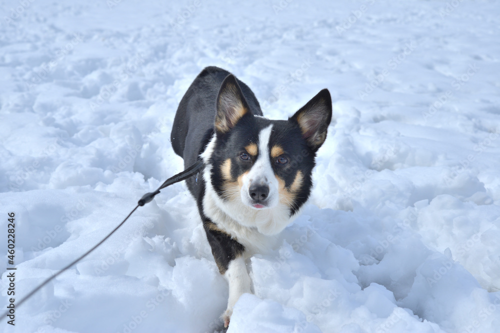 雪深い冬に散歩する黒いコーギー犬