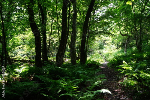 a refreshing spring forest with a path