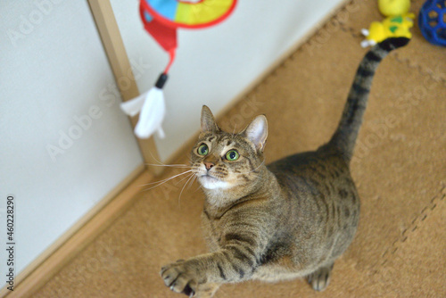 猫用おもちゃで遊ぶオシキャット