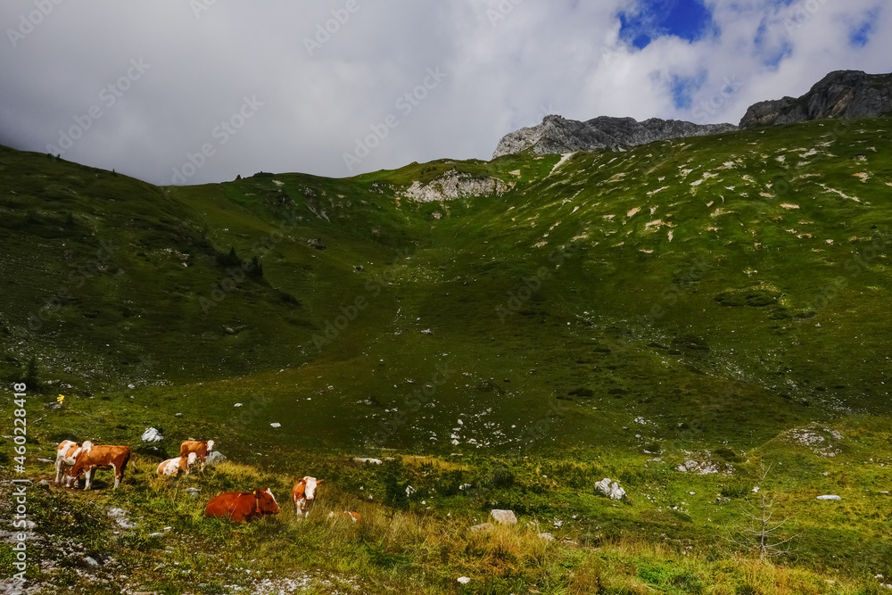 Fototapeta premium cows standing on a green meadow in the mountains