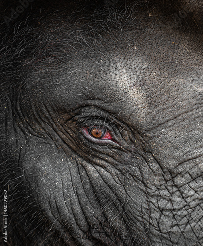 Elephant eye detail