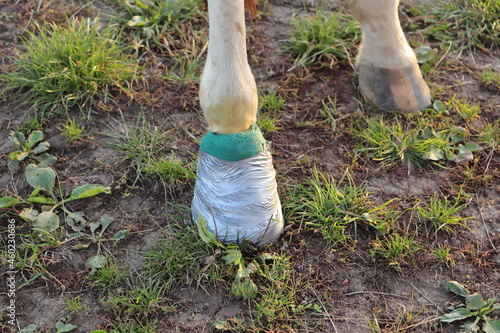 A horse with a bandage at the hoof 
