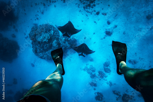 Two manta rays swimming below a diver in the blue sea